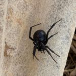 Black widow spider on the agribon