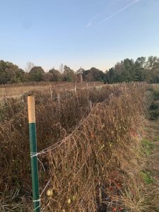 Trellised tomatoes and long beans died back after several nights below freezing