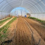 More lettuce planted in the high tunnel