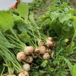 Harvesting hakurei turnips