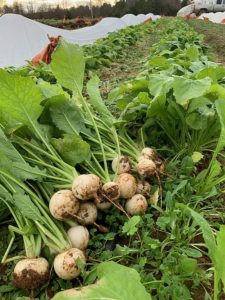 Harvesting hakurei turnips