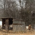Goats hanging around the shelter during snowfall