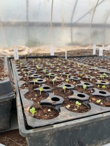 New starts, already have transplants started in the greenhouse