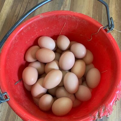 Farm Fresh Eggs