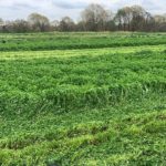 Mowing lush winter cover crop