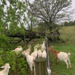 Hickory tree down and goats on both sides of the fence