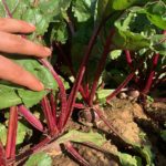 Beets are growing