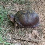A box turtle posing for a picture. Found this tortoise crawling around the farm