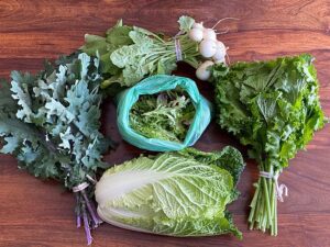 Small share CSA May 2, kale, Napa cabbage, mustard, Hakurei turnips and salad mix