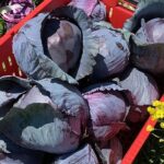 Purple cabbages in a crate