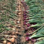 Onions layed out to cure