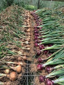 Onions layed out to cure