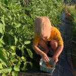 Cooper picking Sungold cherry tomatoes