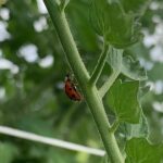 A Lady beetle, a beneficial insect