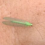 Green lace wing beetle, a beneficial insect