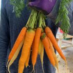 Rainbow carrots bunched