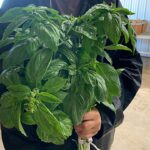 Basil bunched
