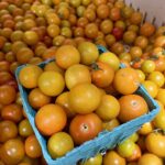 sungold cherry tomatoes