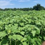 sunflower and cowpea cover crop