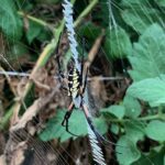 Black and yellow banana spider found in our field