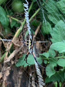 Black and yellow banana spider found in our field