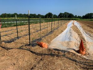 Final tomato planting