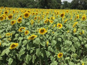 Field of sunflowers