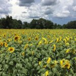 Sunflower cover crop
