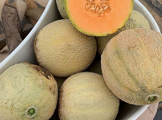 Cantaloupe Coup and Butternut Bonanza