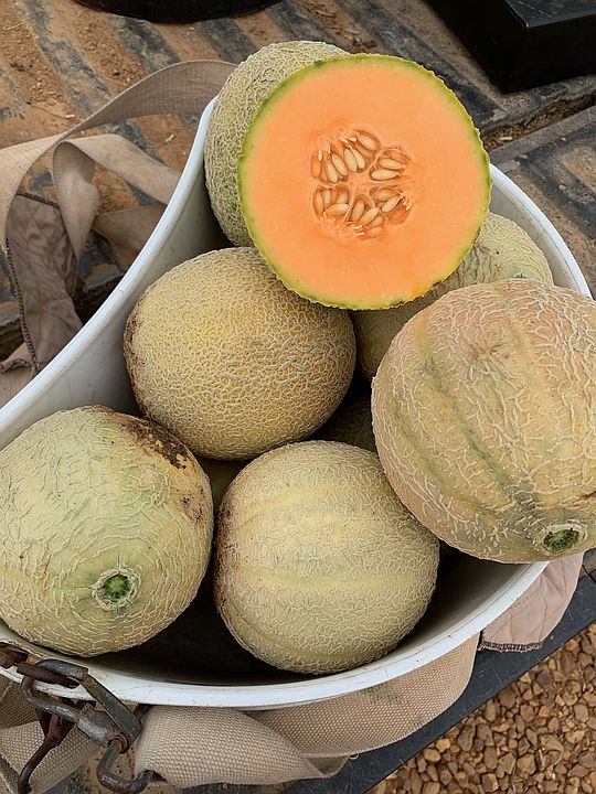 Cantaloupe Coup and Butternut Bonanza