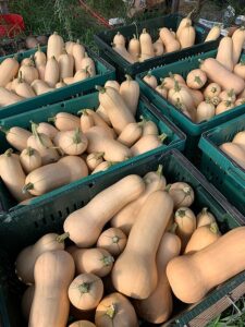 Winter squash harvested