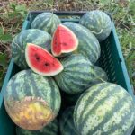 Personal sized watermelons