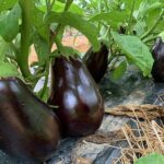 Italian eggplants on the bush