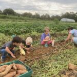 Sweet potato harvest, Mary and Dagny, Cooper and a Ryan(R to L)