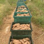 Sweet potatoes crated and curing in the high tunnel