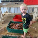 Cooper hosing off sweet potatoes