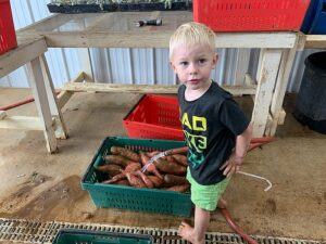 Cooper hosing off sweet potatoes