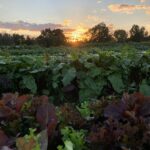 Sunset over lettuce and beets