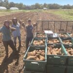 Anna, Nicole and Melea holding up giant sweet potatoes found during harvesting