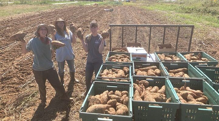 Sweet Potato Harvest Complete