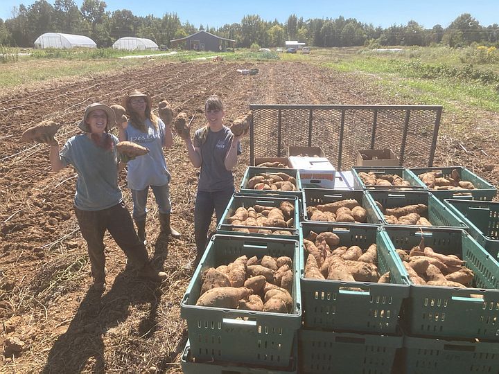 Sweet Potato Harvest Complete