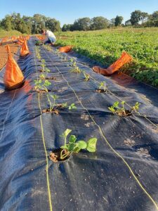 Melea planting strawberries