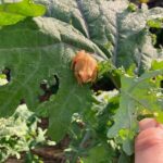 A little frog on the kale