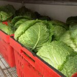 Savoy cabbages harvested and in the walk in