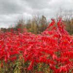 Fall colors, the sumac turns a great red in November
