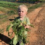 Cooper harvesting Hakurei turnips