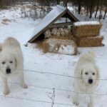 Livestock guard dogs, Maggie, Winston and their goats