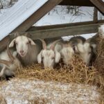 Goats munching hay and staying warm
