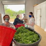Work crew bagging greens for our CSA
