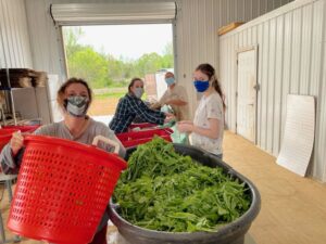 Work crew bagging greens for our CSA